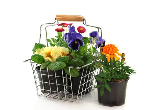 a shopping basket with various balcony plants