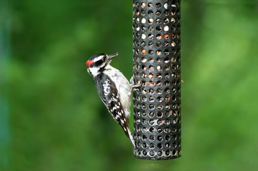 an image of a Downey Woodpecker at birdfeeder