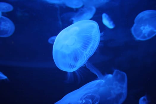 an image of some Jellyfish