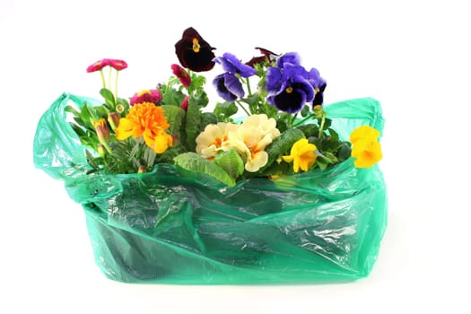 a bag with various balcony plants