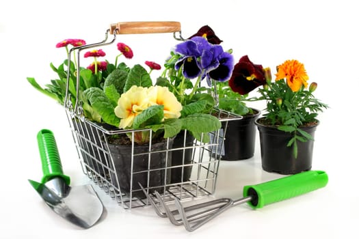 a shopping basket with various balcony plants