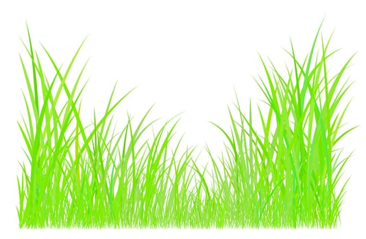 Blades of grass illustrated on white background