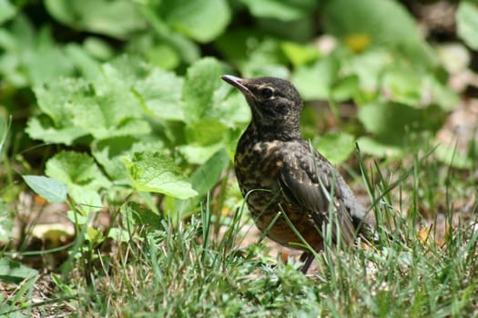 an image of a baby robin