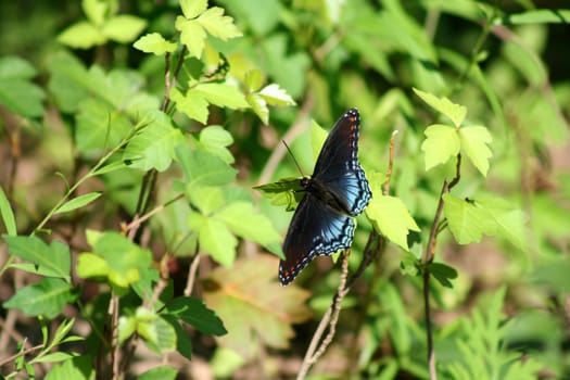 an image of a Blue Butterfly