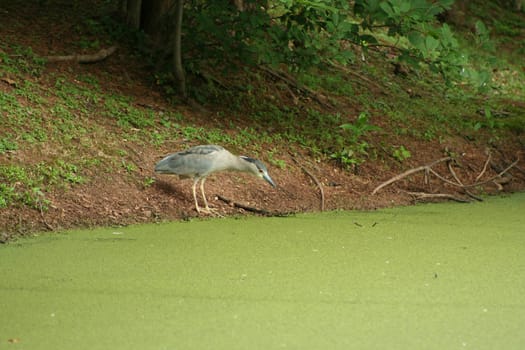 Baby blue heron fishing on a algae coverd pond