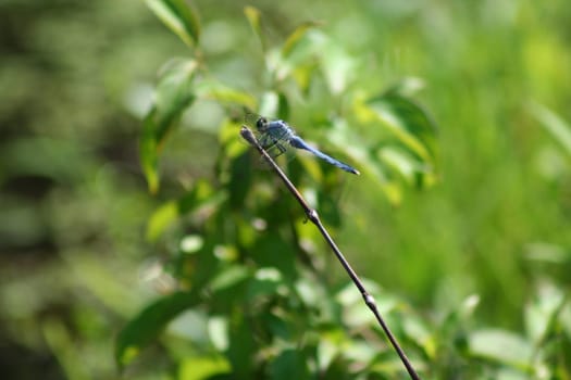 an image of a dragonfly