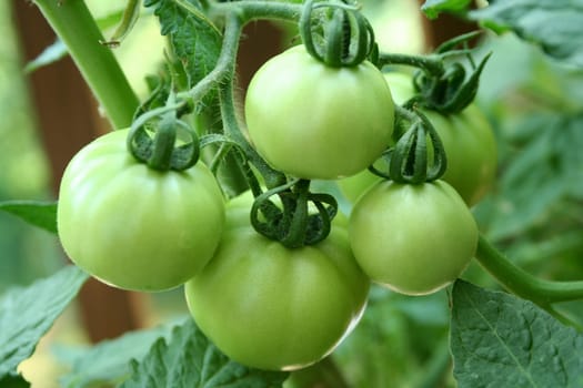 Five green tomatoes on the vine