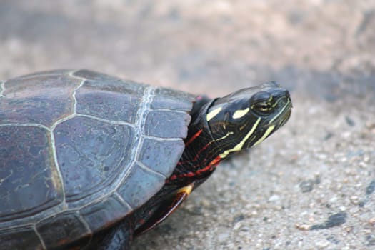 an image of a Painted Turtle