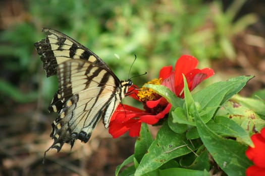 Eastern Tiger Swallowtail butterfly on a red flower
