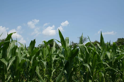 an imge of a Corn Field