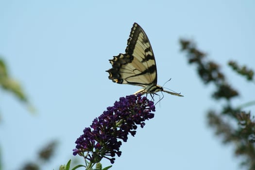 Eastern Tiger Swallowtail butterfly on a purple flower