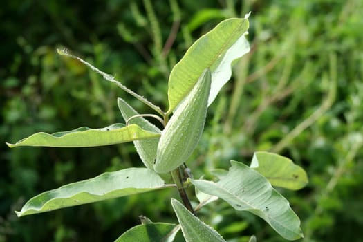 Green Milkweed Pods on a plant