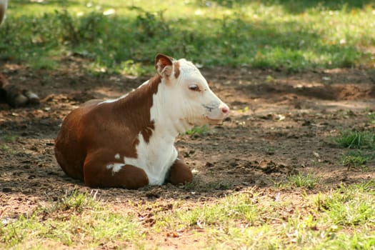 Calf laying down in a pasture