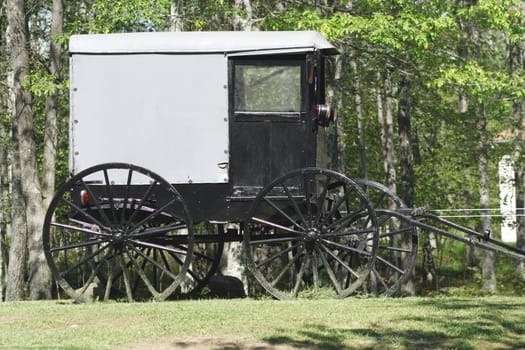 Horse Carriage in the woods