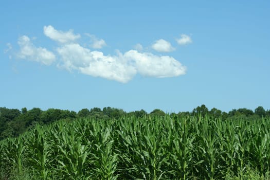 Cornfield against a blues sky with cloud