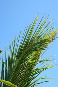 A Palm Frond against a blue sky