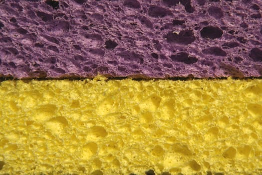 Side view of Yellow and purple sponges
