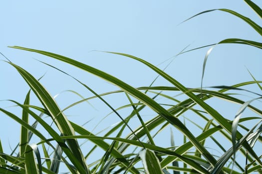 Green Bush leaves against a blue sky