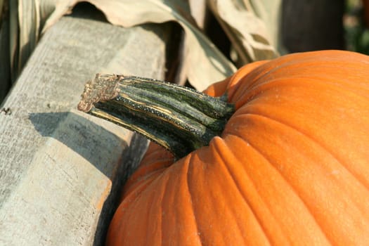 A Close up pumkin on the ground