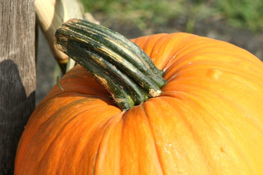 A Close up pumkin on the ground