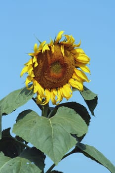 A close up of a Sunflower against a blue sky
