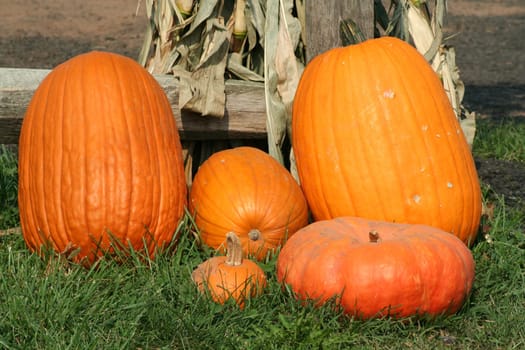 A bunch of Pumkins on the ground