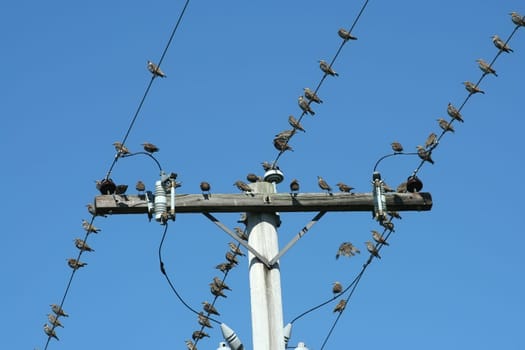 Many Birds on a telephone pole with blue sky