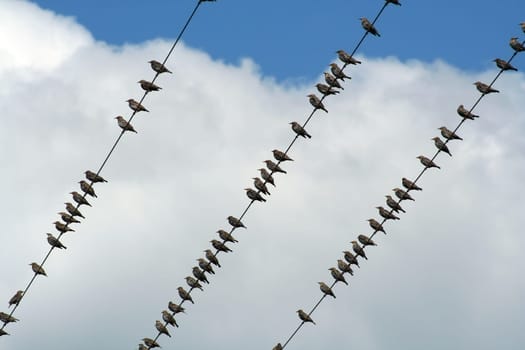 Many Birds on a wire with blue sky