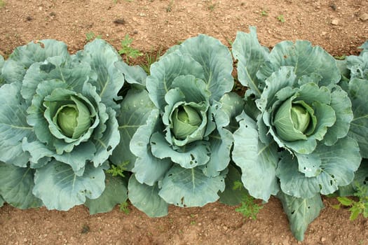 overhead view image of Cabbage ready to pick