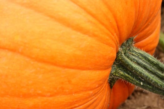 Pumpkin in the field ready for picking