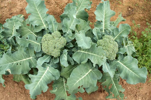 Overhead view of Broccoli in the field ready for picking