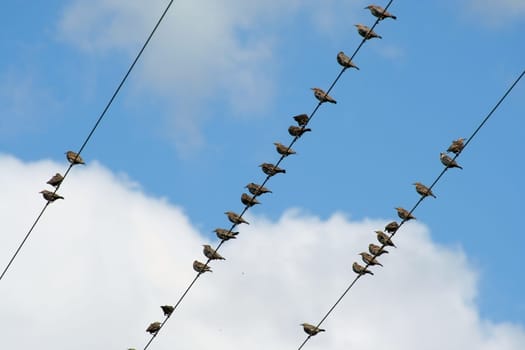 Many Birds on a wire with blue sky