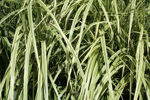 a close up of a Green Plant leaf background
