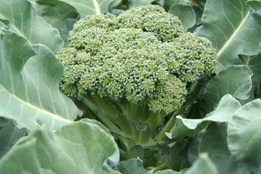 a close up image of Broccoli in the field ready for picking