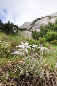a natural bouquet of edelweiss near a mountain