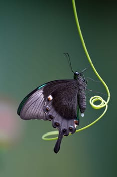 A butterfly is a mainly day-flying insect of the order Lepidoptera, the butterflies and moths