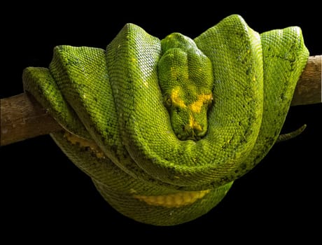 boa esmeralda (Corallus caninus)