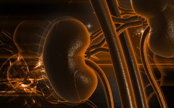 Digital illustration of kidney in colour background