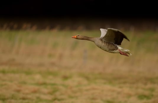 Greylag goose