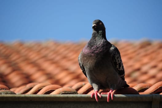 Dove