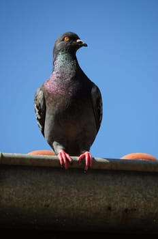 Dove