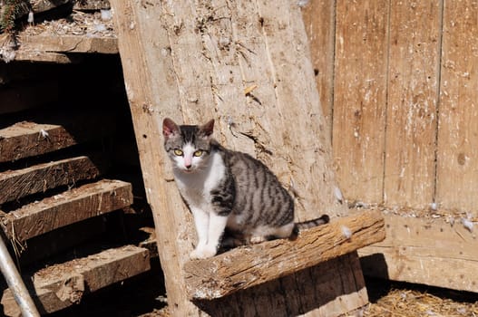 Cat on the farm