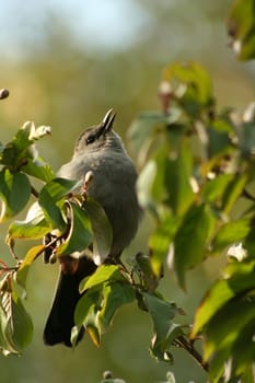 A Gray catbird sitting on a tree limb