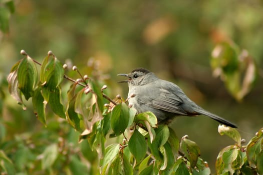A Gray catbird sitting on a tree limb