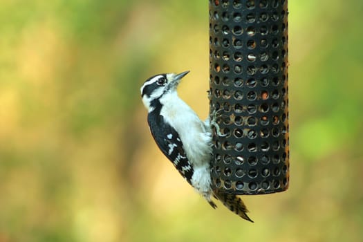 A Female Downy Woodpecker at a bird feeder