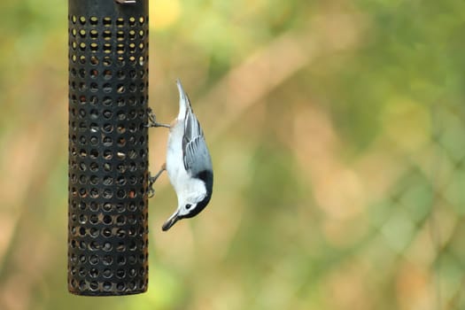 A White-breasted Nuthatch at a bird feeder