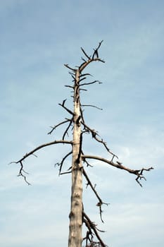 A dead tree against a blue sky