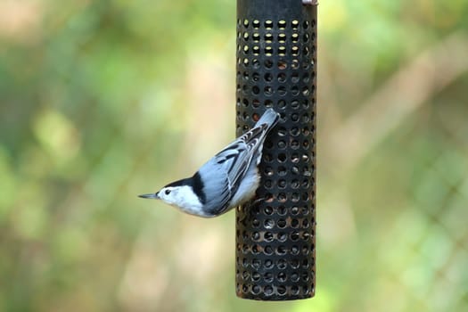 A White-breasted Nuthatch at a bird feeder