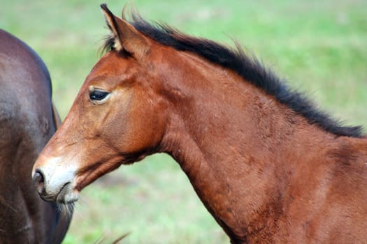 A brown baby horse in a field