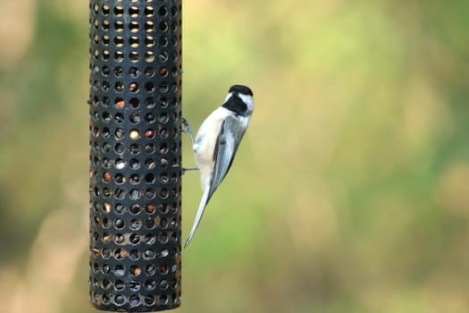 A Black-capped Chickadee at a bird feeder